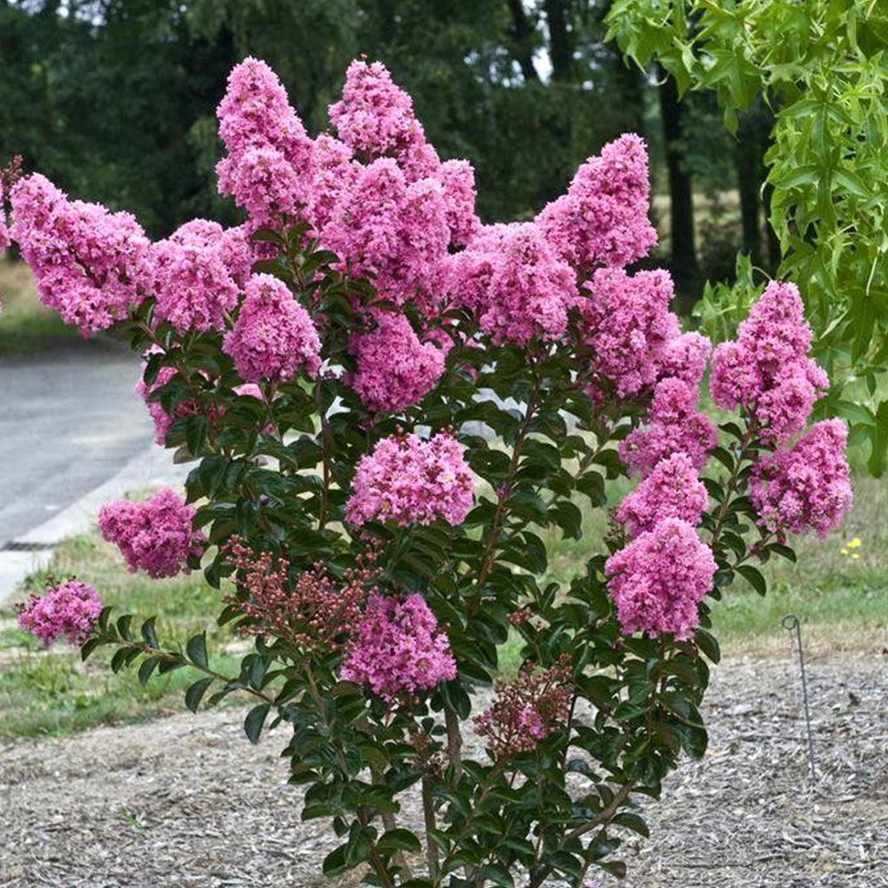 Crape Muyrtle Crape Myrtle Tree: The Ultimate Guide to Growing Vibrant Blooms and St ...