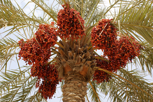 Wild Date Palm Tree: Unlocking Nature's Sweet Secrets and Sustainable Benefits