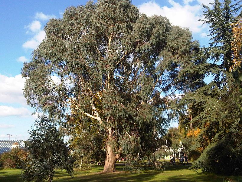 Mountain Gum Tree: The Majestic Marvel of Australia's Forests