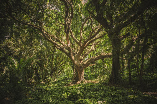 The Surprising Similarities Between Mother Trees and Human Mothers