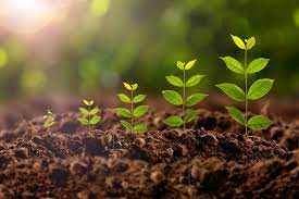 Planting Trees the Right Way: Expert Techniques for Success