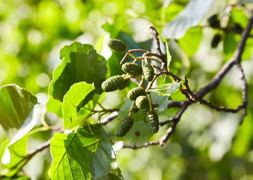 Alder Tree