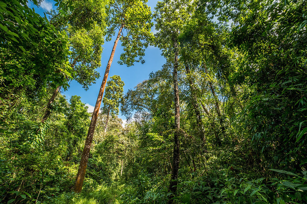 Hollong Tree: The Tallest Tree in Assam and Arunachal Pradesh