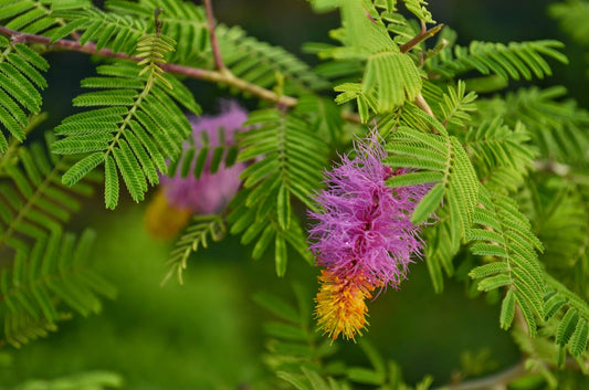 Jammi Chettu: The Tree of Life