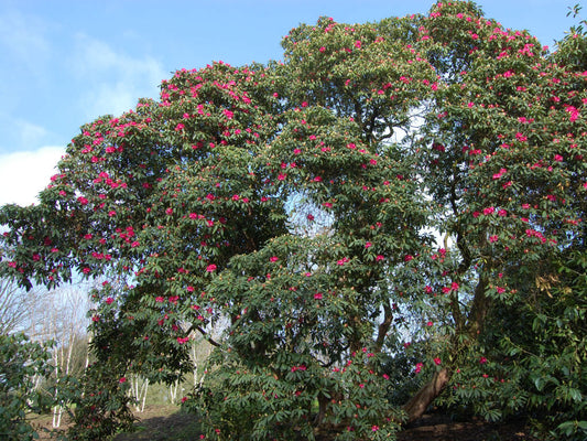 Buransh Tree: Scarlet Emissary of Himalaya