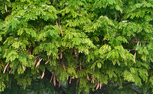 Siris Tree: Harmonizing Nature and Culture in the Tropics