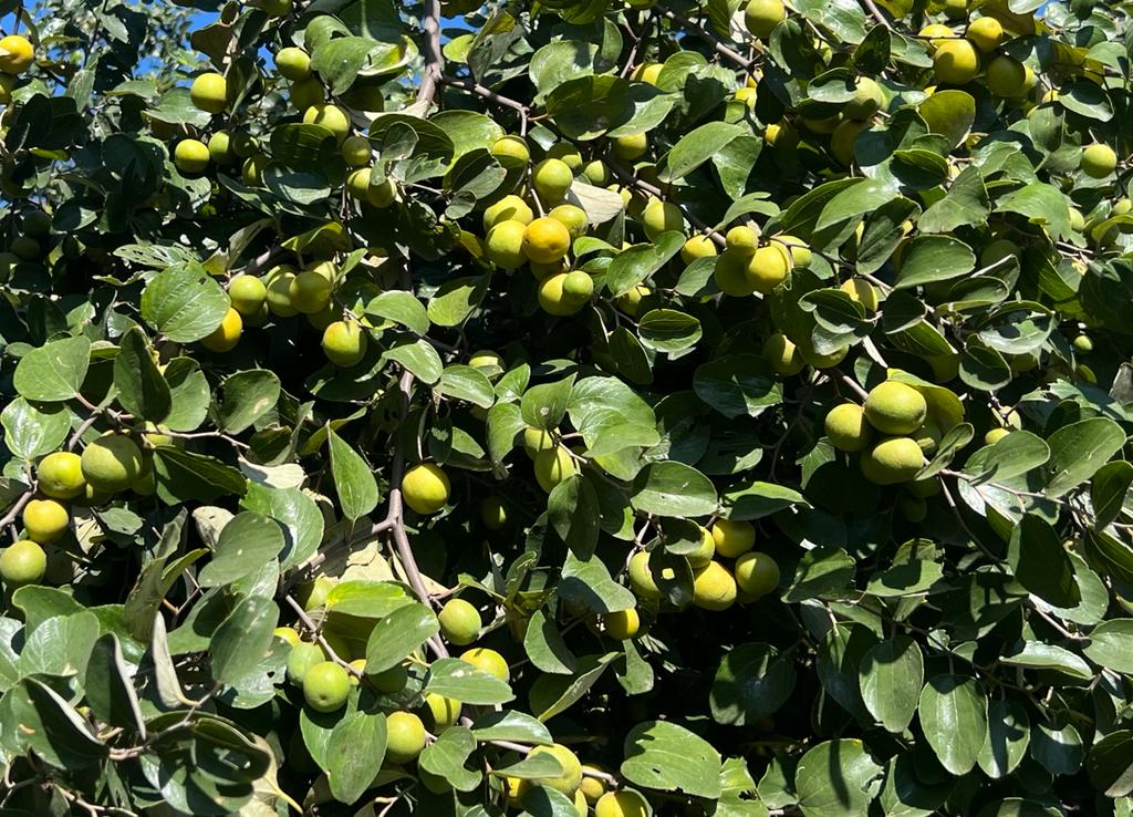 Ber Tree: Exploring the Riches of the Ber Tree – Grow Billion Trees