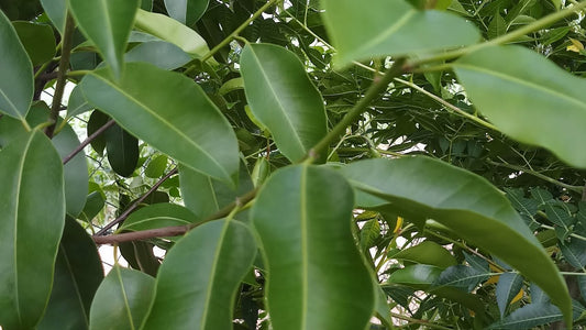 Maulsari Tree: Fragrant Guardian of Botanical Majesty