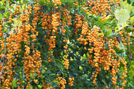 Golden Duranta Tree: The Secret to a Lush Garden and Stunning Blooms