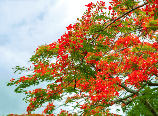 Gulmohar Tree: Flamboyant Blossoms