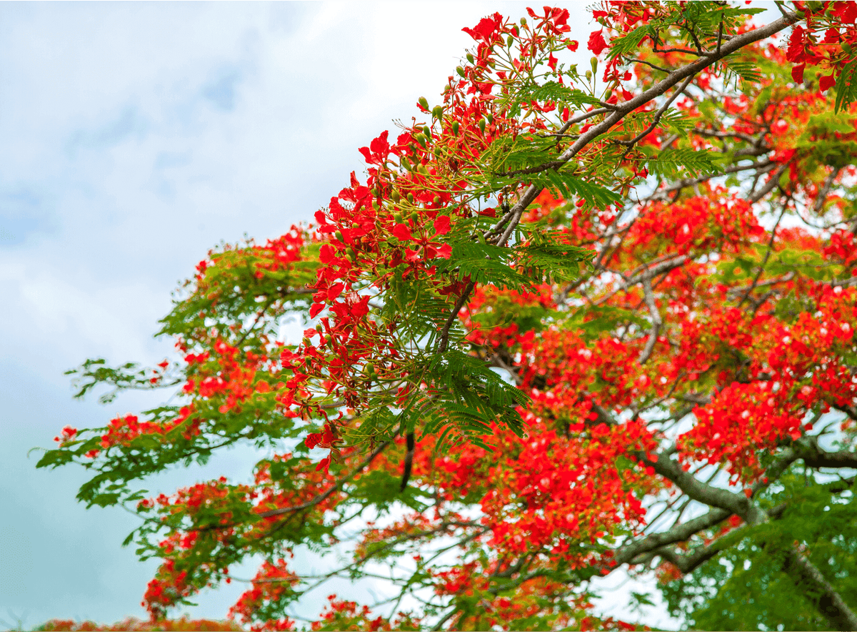 Gulmohar Tree: Flamboyant Blossoms – Grow Billion Trees