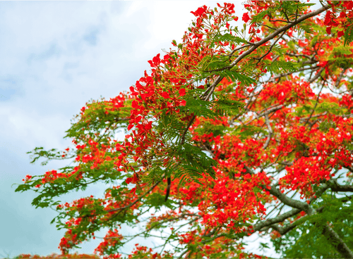 Gulmohar Tree