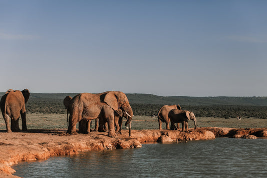 Giants of Wisdom: What We Can Learn from Elephants' Social Dynamics