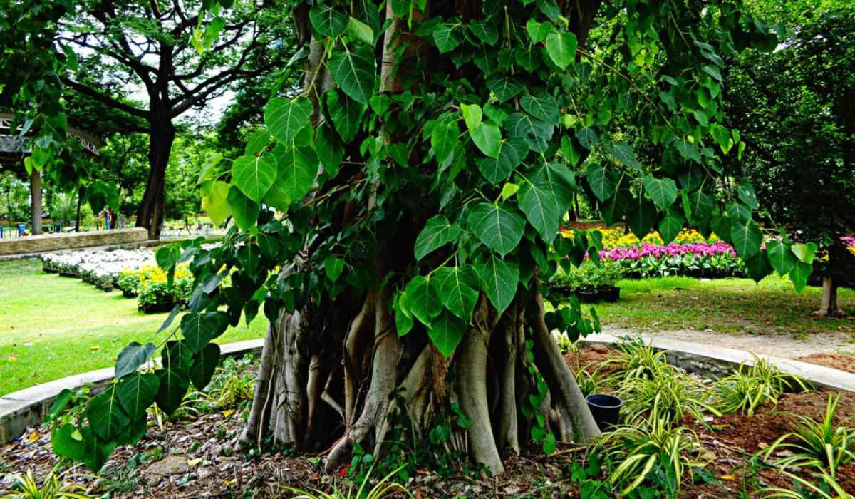 Plants for Ancestor Peace: Astrology Remedies India Guide