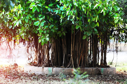 Sacred Trees for Pitru Paksha