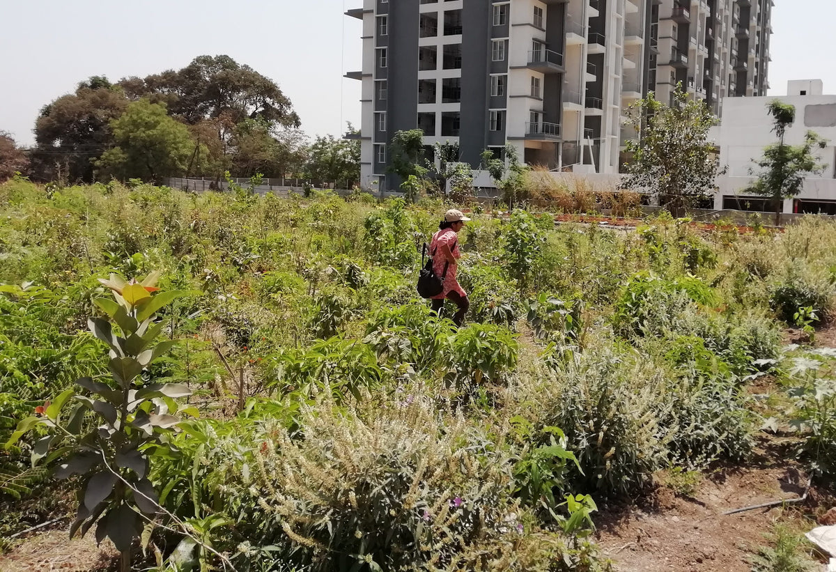 Urban Forest in Pune: Creating Green Havens in the City