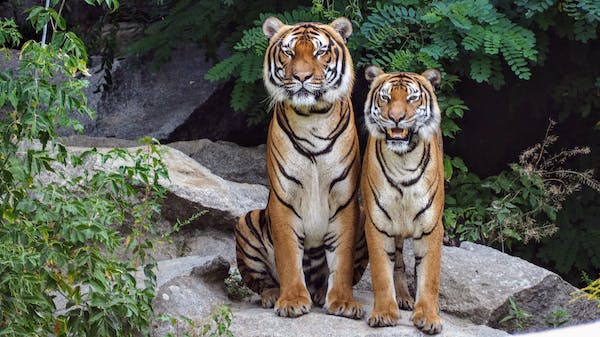 The Enigmatic Tigers: Guardians of the Forest Ecosystem