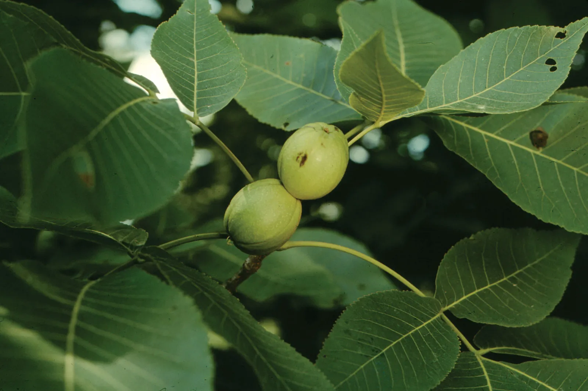 Hickory Tree: Unveiling the Secrets of Nature's Mighty Marvel and Its Incredible Benefits