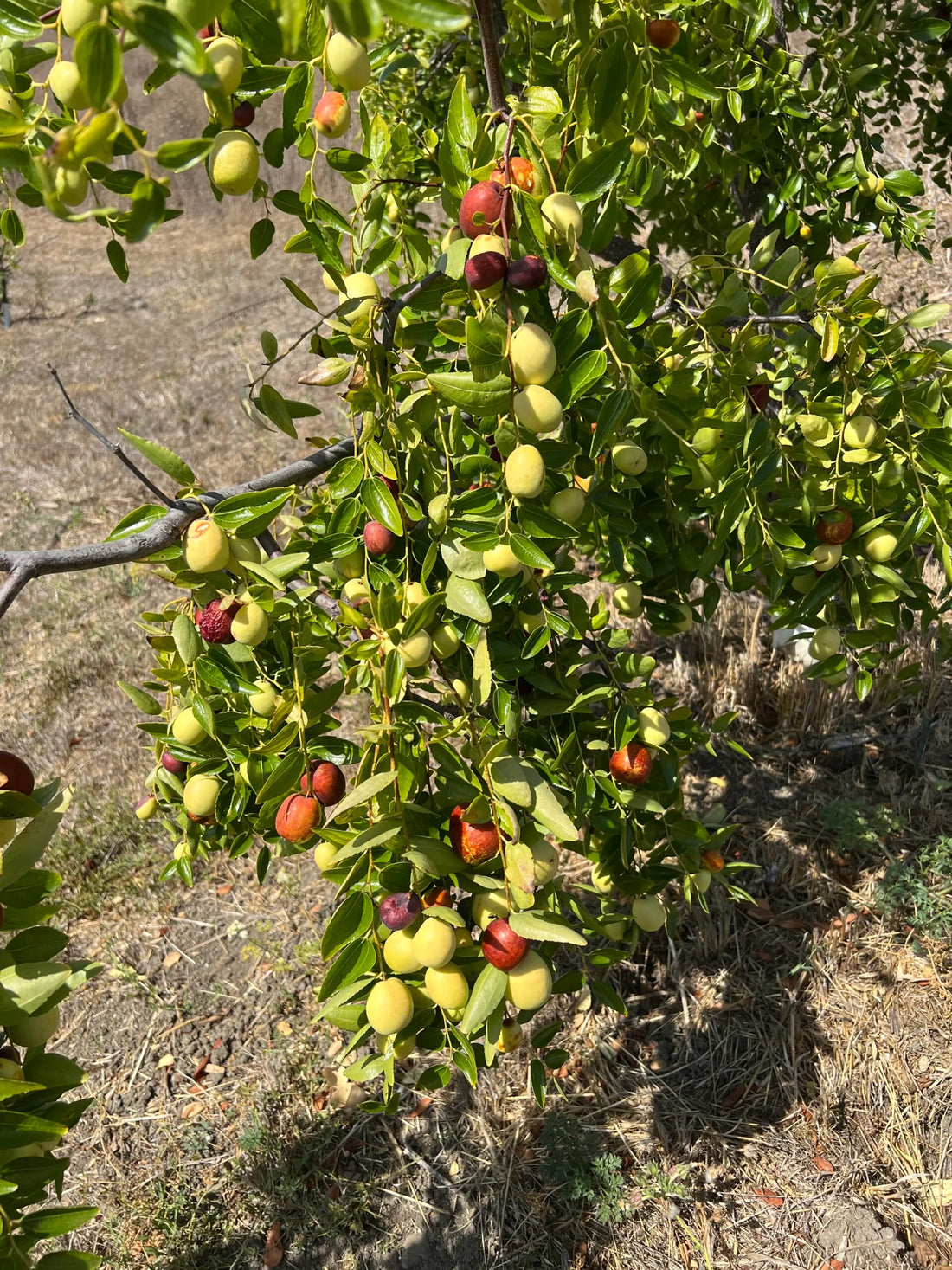 Jujube Tree: A Sweet Oasis of Subtropical Charm