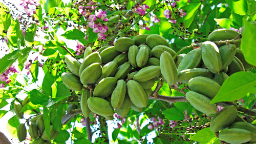 Karanj Tree