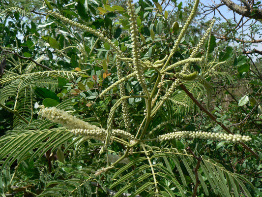 Kher Tree: Enhancing Soil Fertility and Preventing Erosion