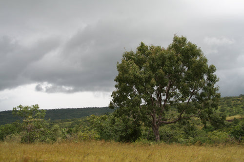 African Mahogany Tree