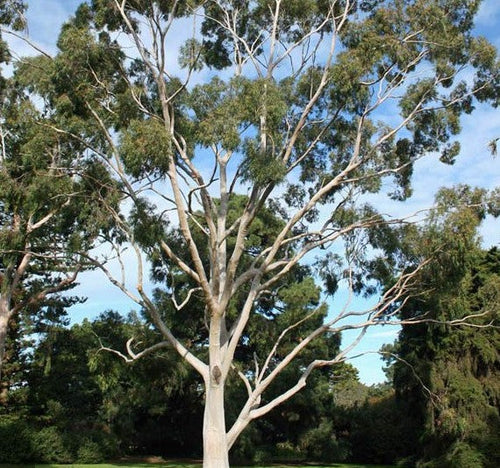 Lemon-Scented Gum Tree