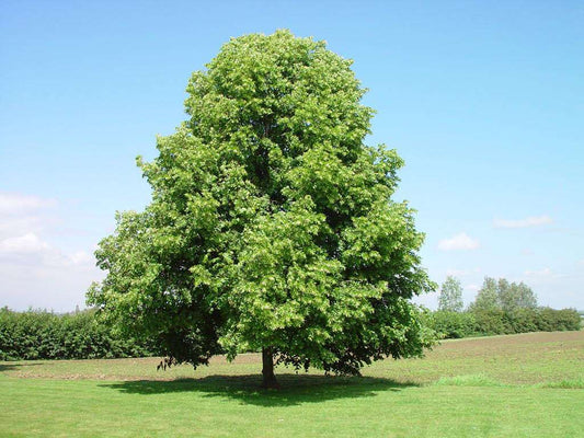 Little Leaf Linden Tree: The Ultimate Guide to Its Benefits, Care, and Stunning Beauty!