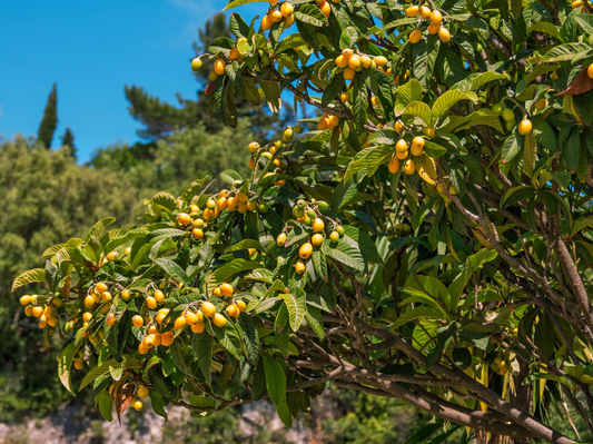 Loquat Tree: Unlock the Secrets to Growing Delicious Fruit and Stunning Foliage in Your Garden!