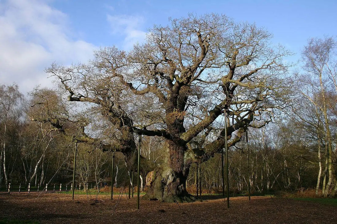 Arboreal Icons: Stories of Significance Behind Famous Trees Around the World