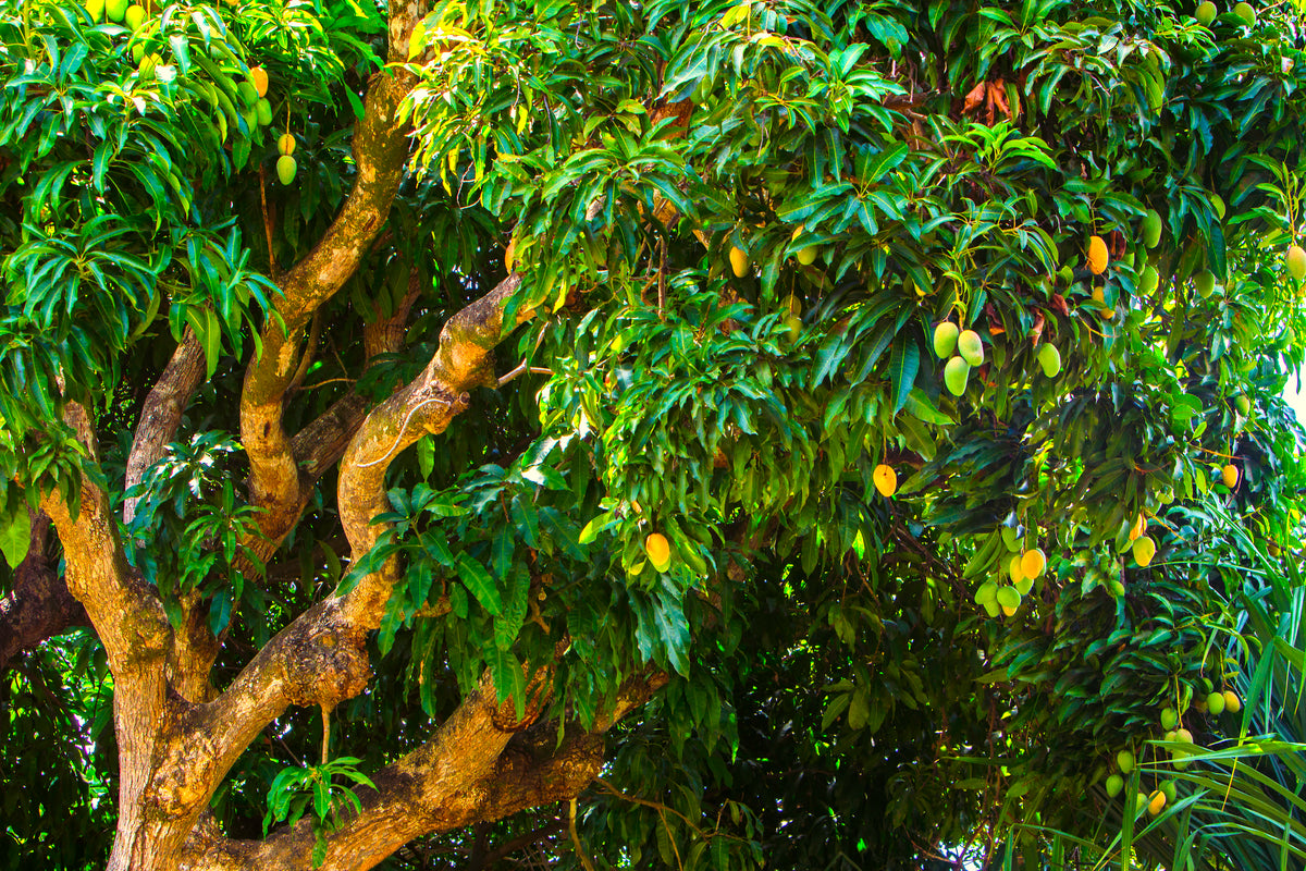 Top 10 Popular Fruit Trees in India: Complete Growing Guide