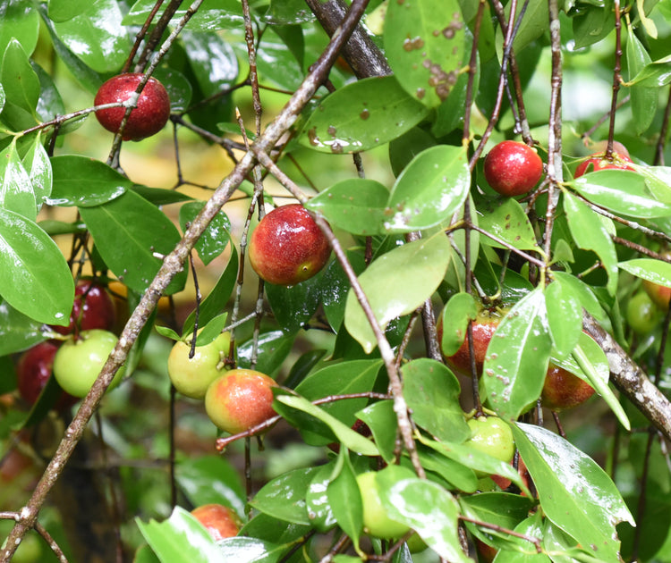 Kokam Tree: A Natural Tapestry of Excellence and Heritage – Grow ...