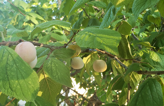 Mexican Plum Tree: The Ultimate Guide to Growing, Caring for, and Harvesting Delicious Fruits!