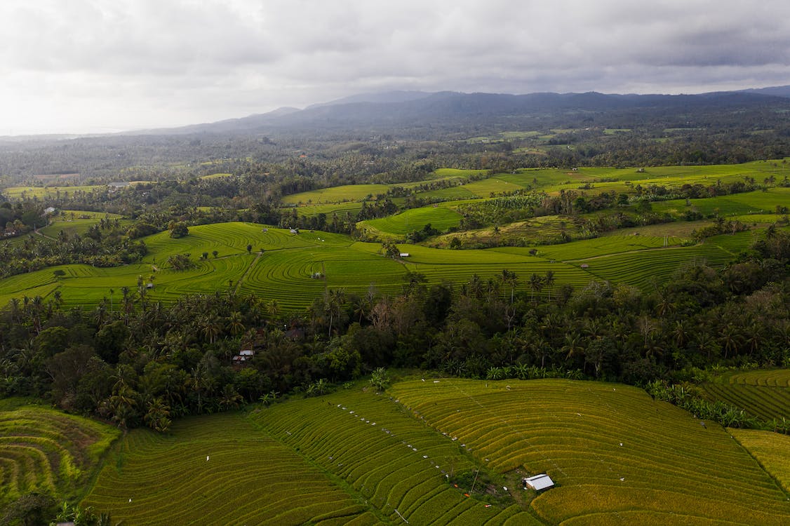 How Nature-based Interventions Can Reverse Climate Change