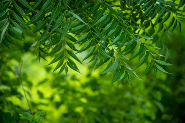 Top 10 Medicinal Trees in India: Ancient Healing Guide 2024 – Grow ...