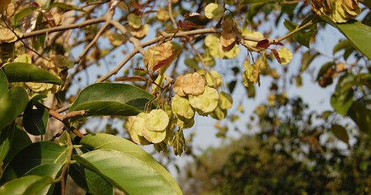 papri-tree