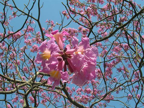 Pink Trumpet Tree Tree