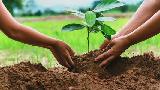 Which is the best time to plant trees in India?