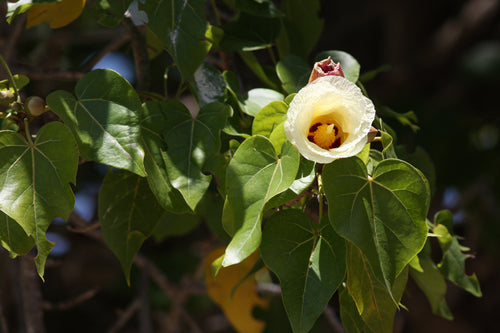 The Poovarasu Tree