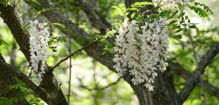 White Acacia Tree: The Ultimate Guide to Beauty, Benefits & Care