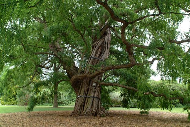 Locust Tree: The Ultimate Guide to Its Benefits, Care, and Unique Features