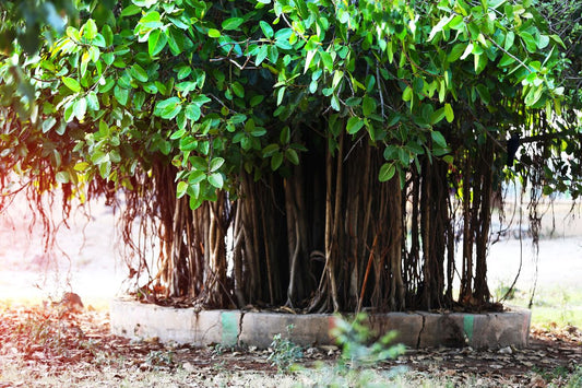 Top 10 trees which are considered sacred in India