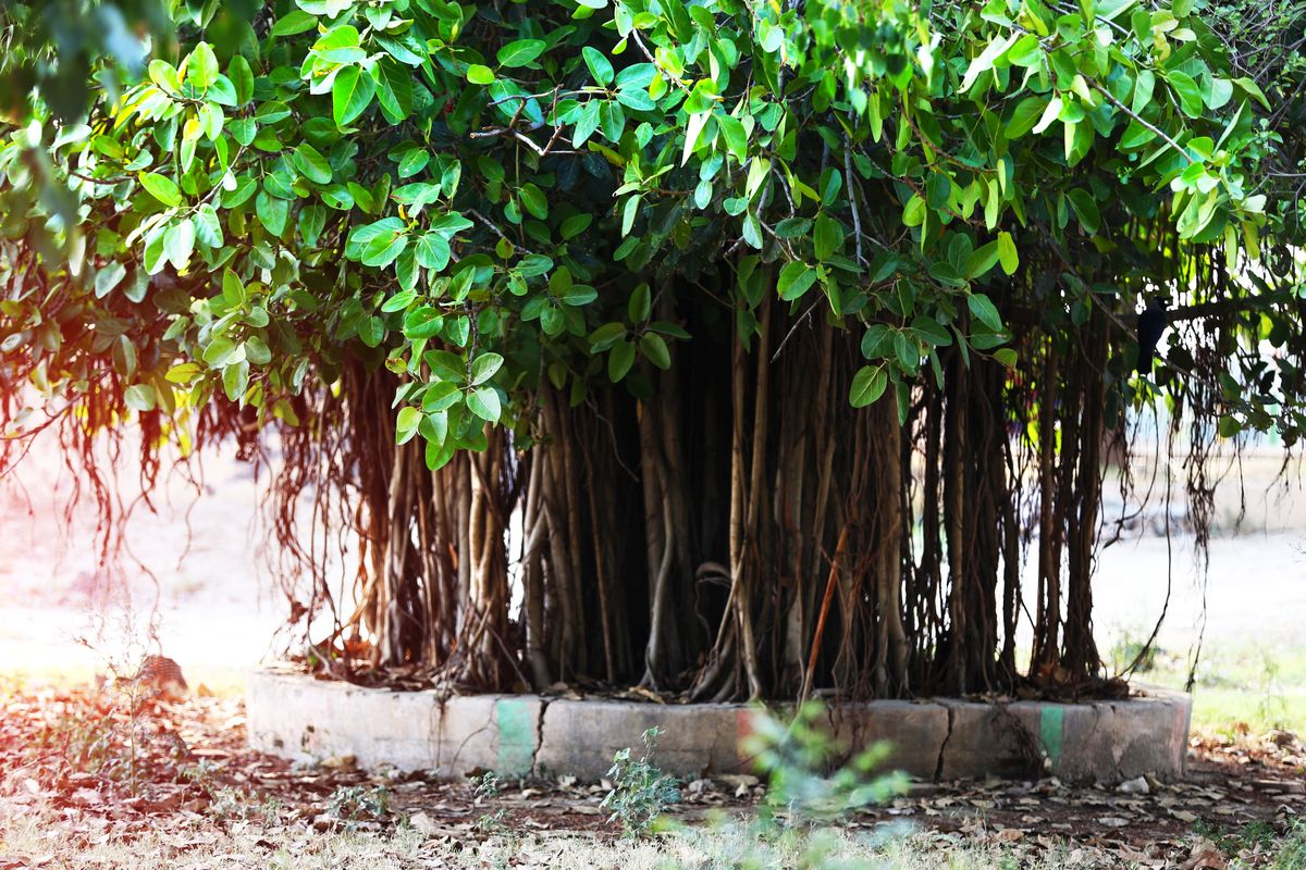 Top 10 Trees Considered Sacred in India: Divine Forest Heritage