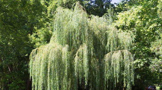 Weeping Willow Tree: The Enchanting Symbol of Grace and Resilience in Your Garden