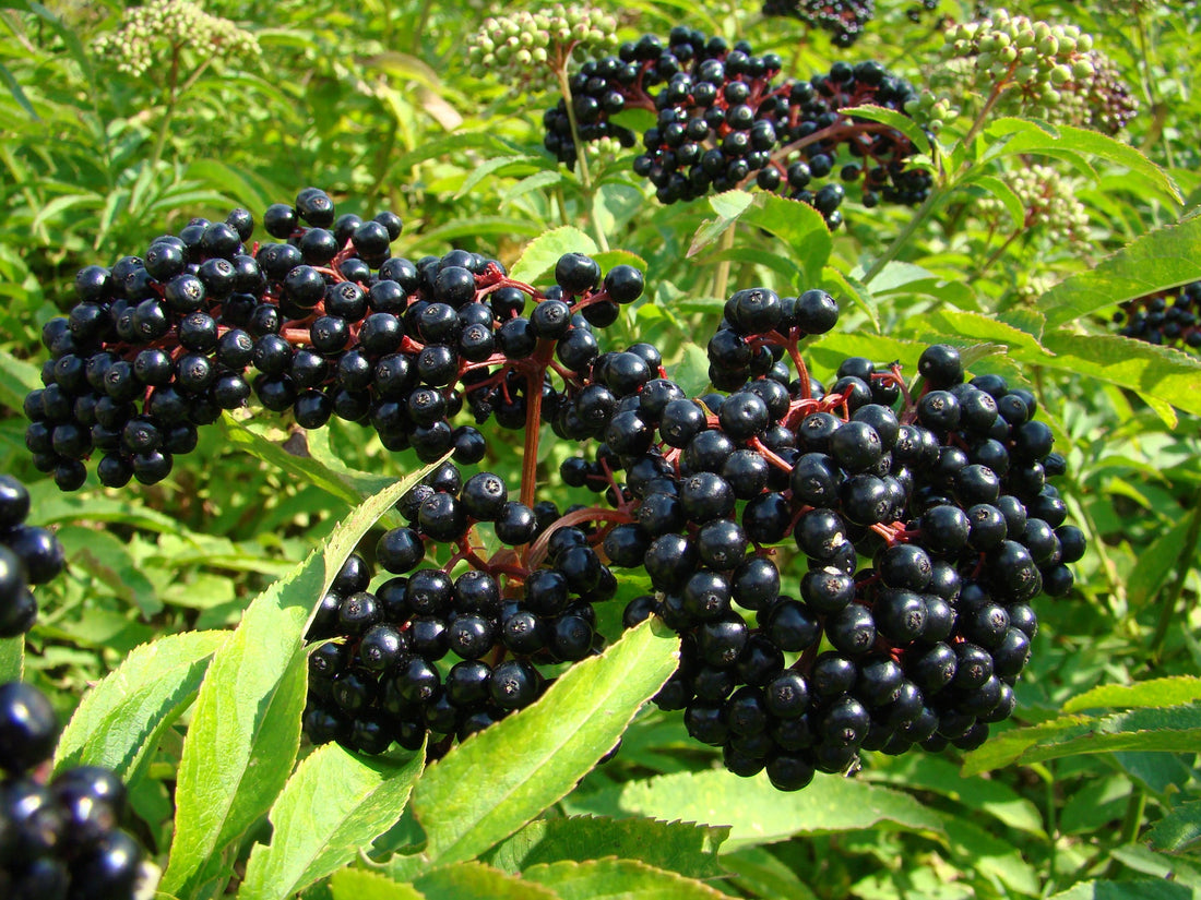 Elderberry Tree: Unlocking the Secrets of Nature's Superfruit for Health and Wellness