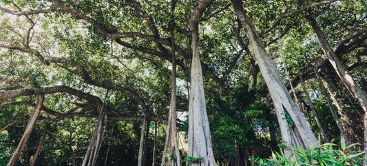 Trees for Pitru Paksha