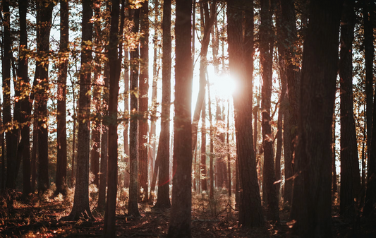 The Green Guardians: How Trees Fight Climate Change Through Carbon Sequestration