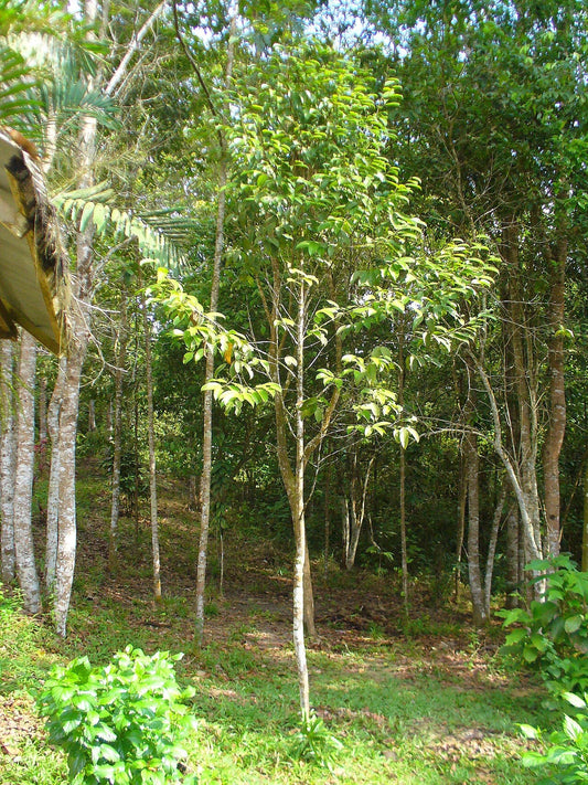 Yellow Meranti Tree: The Ultimate Guide to This Majestic Timber and Its Environmental Benefits