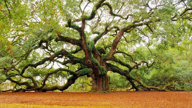 How Farmers Are Spearheading Tree Plantation Initiatives