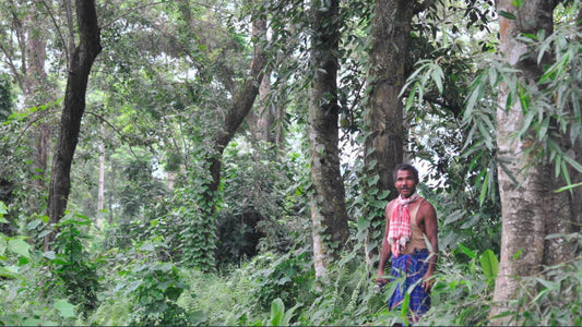 Jadav Payeng -"Forest Man" of India created a forest bigger than 1400 football fields, one tree at a time?